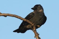 Kavka obecná ( Corvus monedula )