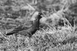 Kavka obecná  ( Corvus monedula )