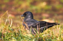 Kavka obecná  ( Corvus monedula )