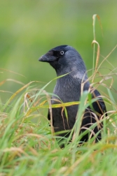 Kavka obecná  ( Corvus monedula )