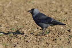 Kavka obecná  ( Corvus monedula )