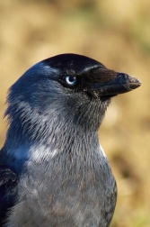 Kavka obecná  ( Corvus monedula )