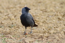 Kavka obecná  ( Corvus monedula )