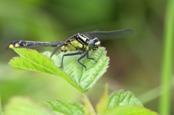 Klínatka obecná ( Gomphus rulgatissimus )