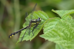 Klínatka obecná ( Gomphus rulgatissimus )