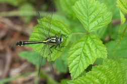 Klínatka obecná ( Gomphus rulgatissimus )