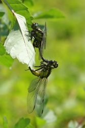 Klínatka obecná ( Gomphus rulgatissimus )