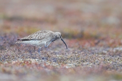 Koliha malá  ( Numenius phaeopus )