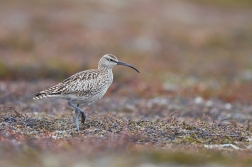 Koliha malá  ( Numenius phaeopus )