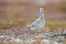 Koliha malá  ( Numenius phaeopus )