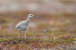 Koliha malá  ( Numenius phaeopus )