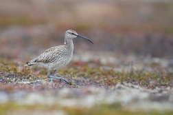 Koliha malá ( Numenius phaeopus )