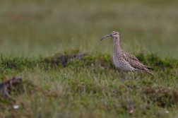 Koliha malá  (  Numenius phaeopus )