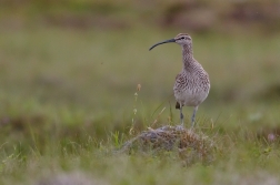 Koliha malá  (  Numenius phaeopus )