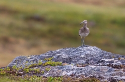 Koliha malá  (  Numenius phaeopus )