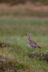 Koliha malá  (  Numenius phaeopus )