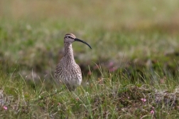 Koliha malá  (  Numenius phaeopus )