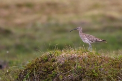 Koliha malá  (  Numenius phaeopus )