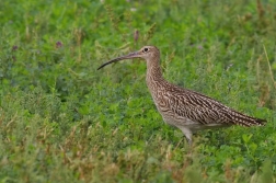 Koliha velká  ( Numenius arguata )