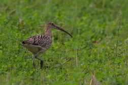 Koliha velká  ( Numenius arguata )