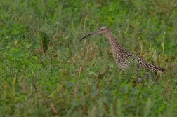 Koliha velká  ( Numenius arguata )