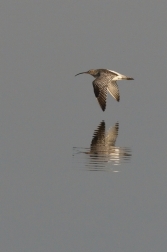 Koliha velká  ( Numenius arguata )