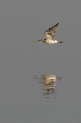 Koliha velká  ( Numenius arguata )