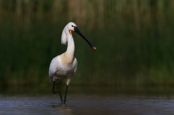 Kolpík bílý  ( Platalea leucorodia )