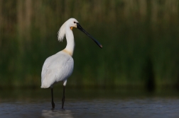 Kolpík bílý  ( Platalea leucorodia )