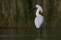 Kolpík bílý  ( Platalea leucorodia )