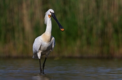 Kolpík bílý  ( Platalea leucorodia )