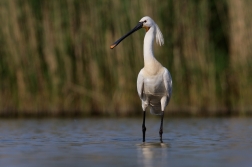 Kolpík bílý  ( Platalea leucorodia )