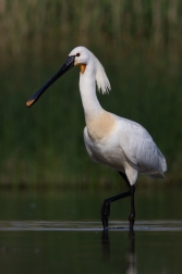 Kolpík bílý  ( Platalea leucorodia )