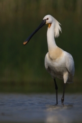 Kolpík bílý  ( Platalea leucorodia )