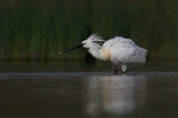 Kolpík bílý  ( Platalea leucorodia )