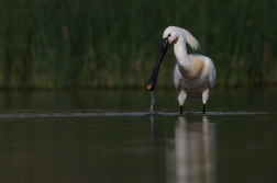 Kolpík bílý  ( Platalea leucorodia )