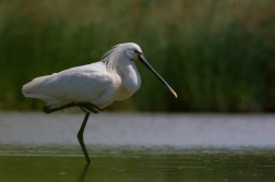 Kolpík bílý  ( Platalea leucorodia )