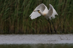 Kolpík bílý  ( Platalea leucorodia )