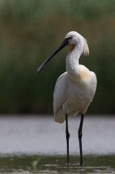 Kolpík bílý  ( Platalea leucorodia )