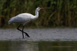 Kolpík bílý  ( Platalea leucorodia )