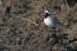 Konipas bílý ( Motacilla alba )