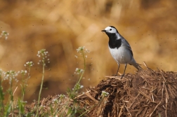 Konipas bílý ( Motacilla alba )