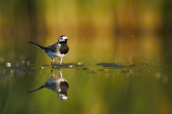 Konipas bílý ( Motacilla alba )