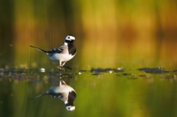 Konipas bílý ( Motacilla alba )