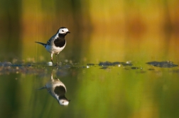 Konipas bílý ( Motacilla alba )