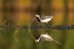 Konipas bílý ( Motacilla alba )