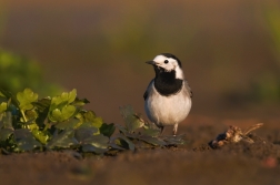 Konipas bílý ( Motacilla alba )