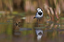 Konipas bílý ( Motacilla alba )