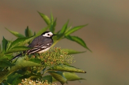 Konipas bílý  ( Motacilla alba )