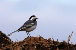 Konipas bílý  ( Motacilla alba )